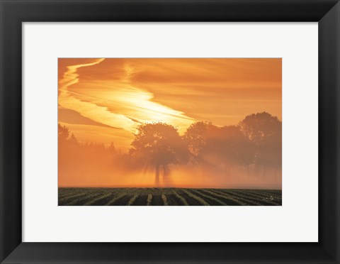 Framed Morning Glory Print