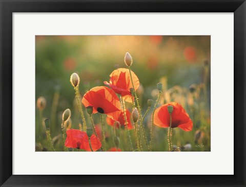 Framed Poppy Field III Print