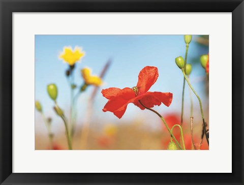 Framed Summer Flowers Print