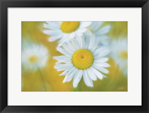 Framed Daisies Print