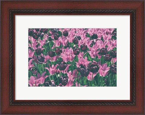Framed Tulip Botanical Print