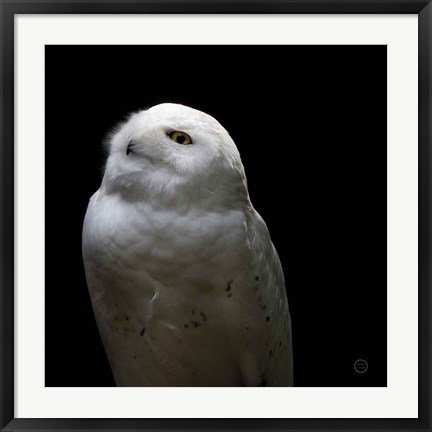 Framed Snowy Owl Looks to the Sun Print