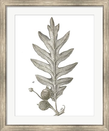 Framed Histoire Naturelle Leaves I Print