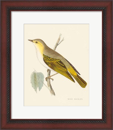 Framed Engraved Birds III Print