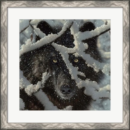 Framed Winter Black Wolf Print