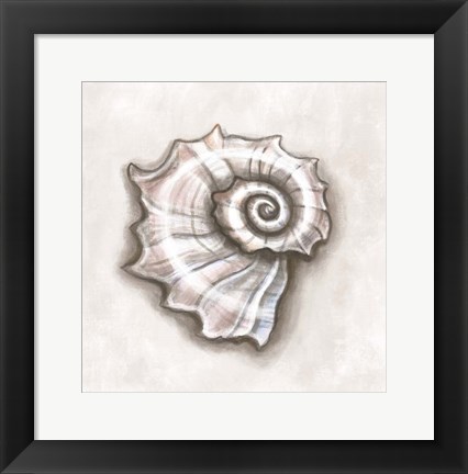 Framed Shell I Print