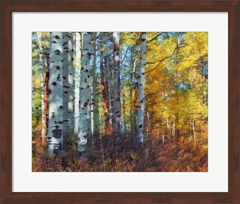 Framed Autumn Aspens Print