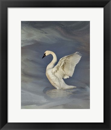 Framed Tundra Swan Print