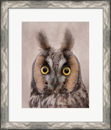 Framed Long-Eared Owl Print