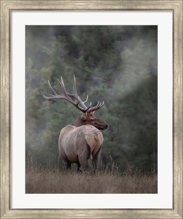 Framed Bull Elk II Print