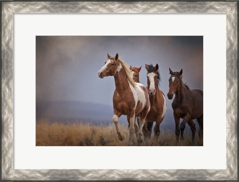 Framed Wild Stallion Print