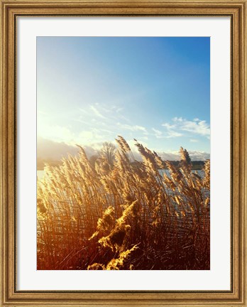 Framed Beach Grass Print