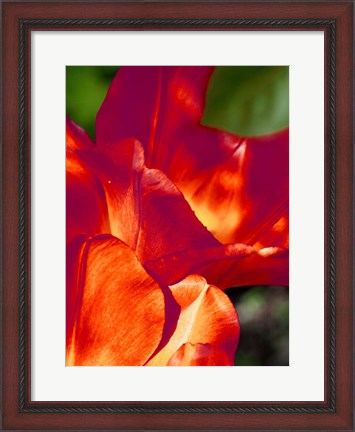 Framed Romantic Tulips II Print