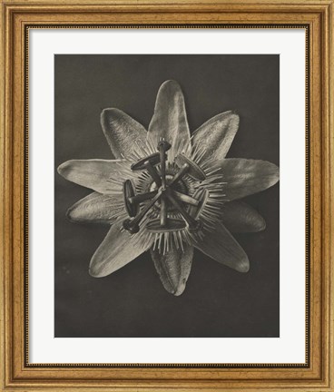 Framed Blossfeldt Flower I Print