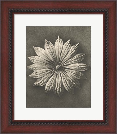 Framed Blossfeldt Flower II Print