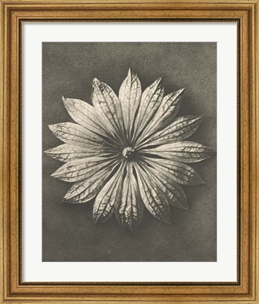 Framed Blossfeldt Flower II Print
