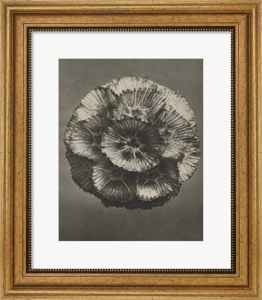 Framed Blossfeldt Flower III Print