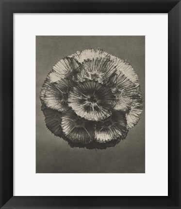 Framed Blossfeldt Flower III Print