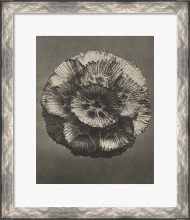 Framed Blossfeldt Flower III Print