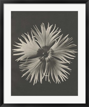 Framed Blossfeldt Flower IV Print