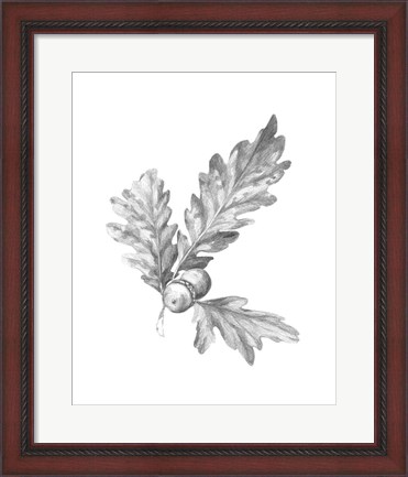 Framed Oak Leaf Pencil Sketch I Print