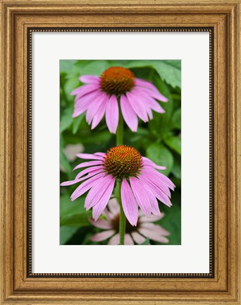 Framed Pink Coneflowers II Print