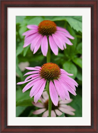 Framed Pink Coneflowers II Print