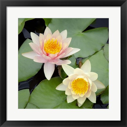 Framed Water Lily Flowers I Print