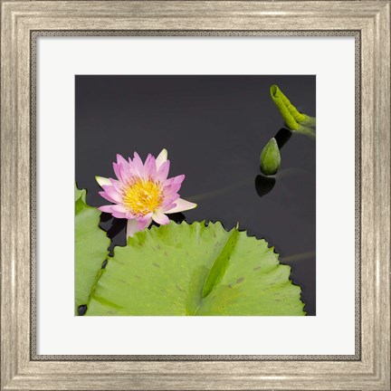 Framed Water Lily Flowers II Print