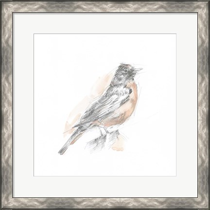 Framed Robin Bird Sketch I Print