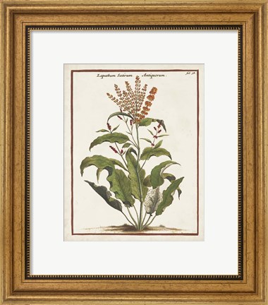 Framed Munting Botanicals I Print
