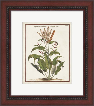 Framed Munting Botanicals I Print