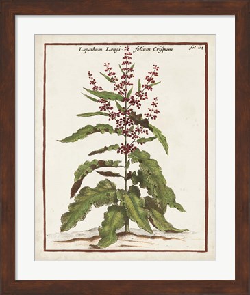 Framed Munting Botanicals II Print