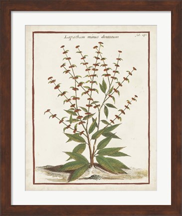 Framed Munting Botanicals III Print