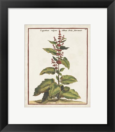 Framed Munting Botanicals IV Print
