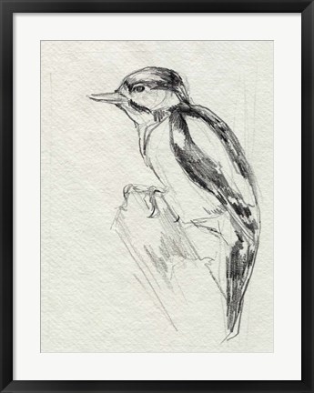 Framed Woodpecker Sketch I Print