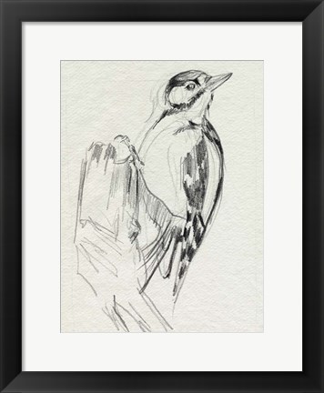 Framed Woodpecker Sketch II Print
