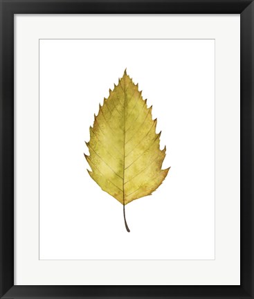Framed Fall Leaf Study I Print
