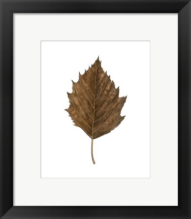 Framed Fall Leaf Study III Print