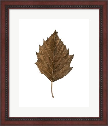 Framed Fall Leaf Study III Print