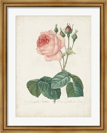 Framed Vintage Redoute Roses I Print
