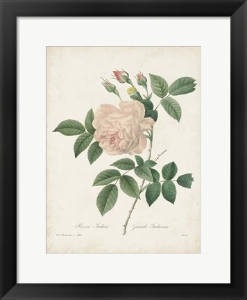 Framed Vintage Redoute Roses II Print