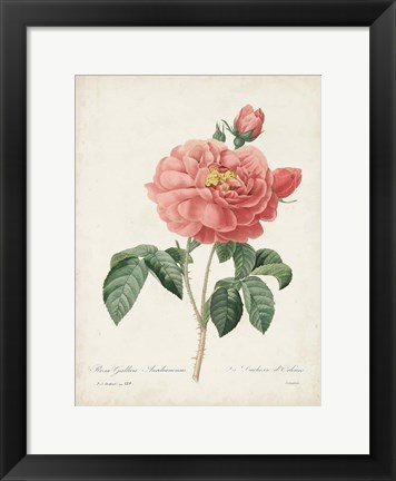 Framed Vintage Redoute Roses III Print