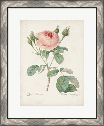 Framed Vintage Redoute Roses VI Print