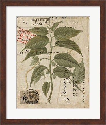 Framed Vintage Nature&#39;s Greenery II Print