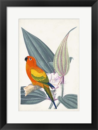Framed Tropical Bird &amp; Flower IV Print