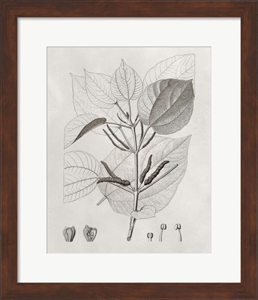 Framed Vintage Leaves III Print