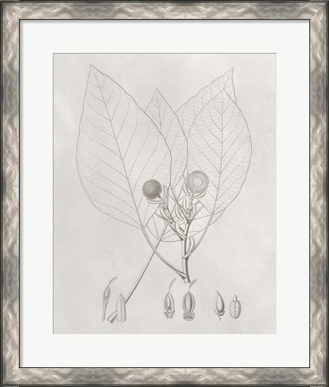 Framed Vintage Leaves V Print