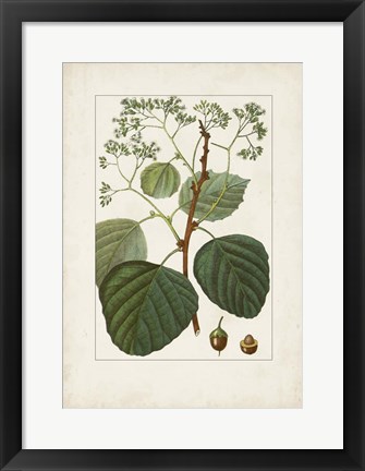 Framed Antique Turpin Botanical IV Print