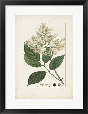 Framed Antique Turpin Botanical V Print